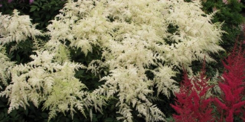 Astilba bijela: fotografija, karakteristike uzgoja